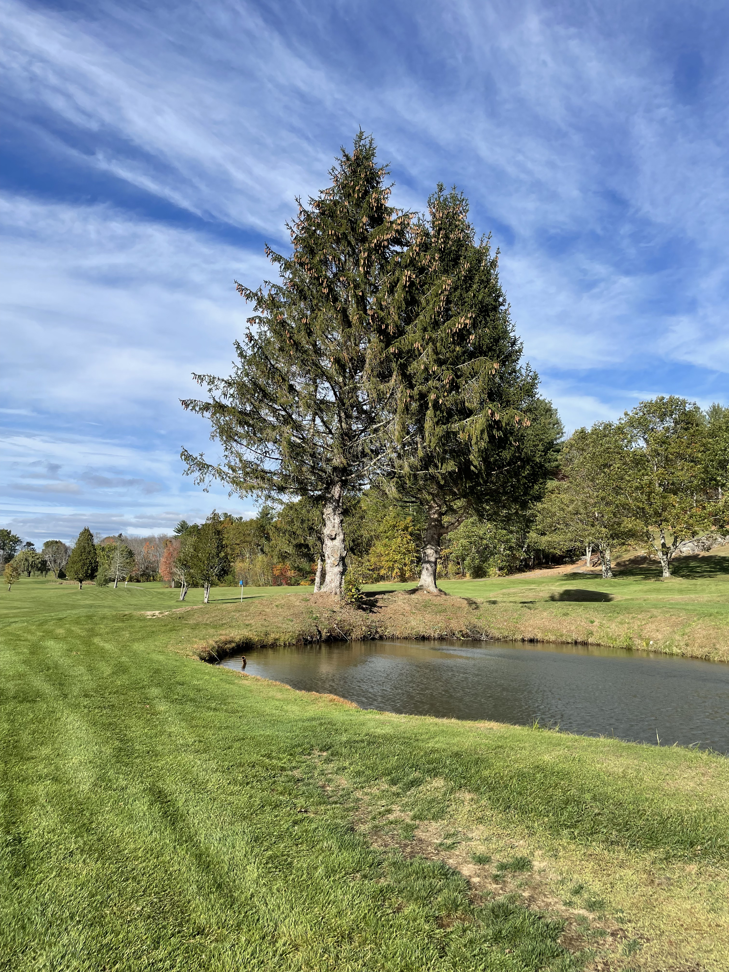 Pond and trees on manicured golf course fairway
