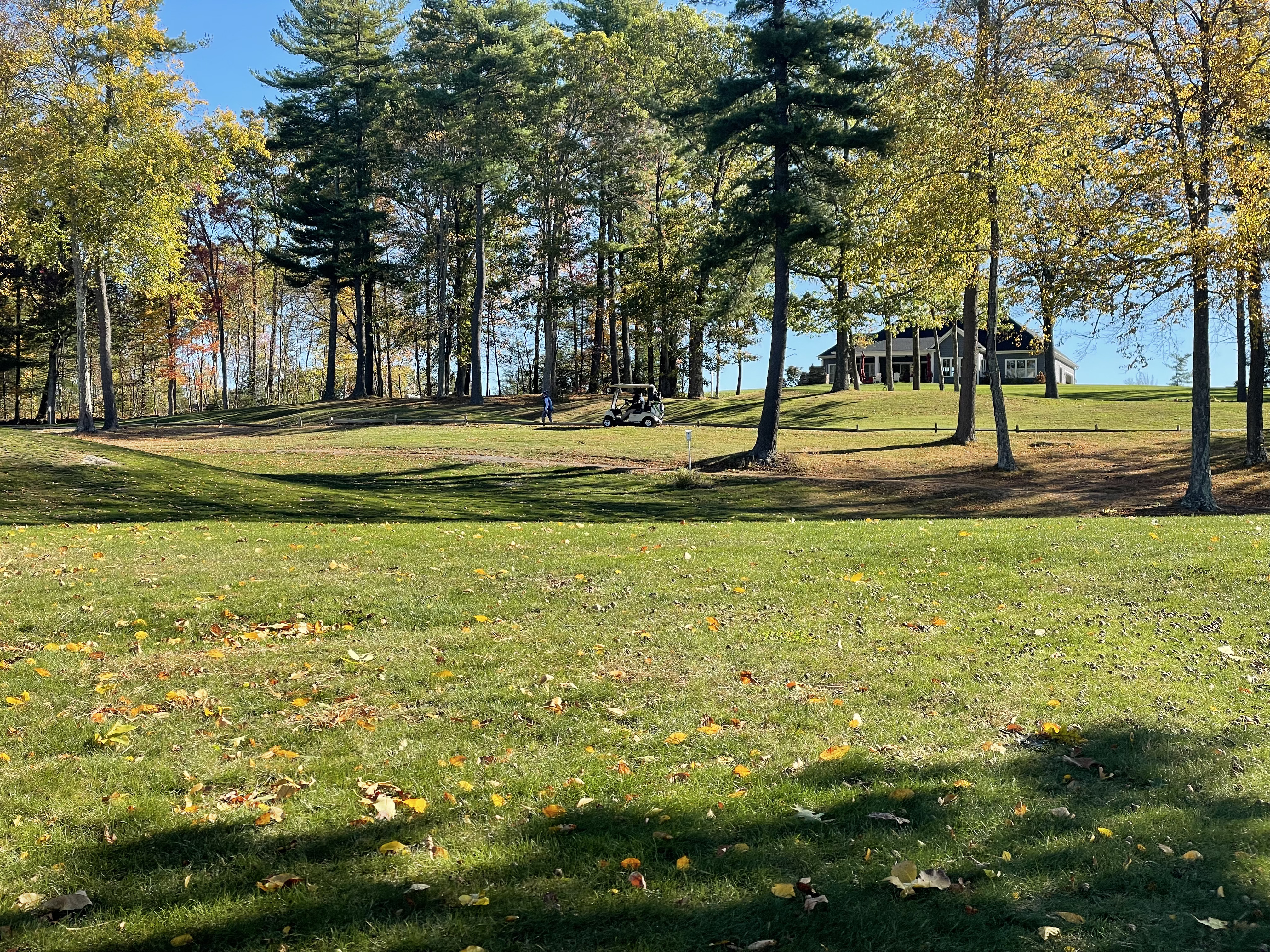 Trees on golf course green